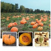 南瓜子 原味南瓜籽仁 罐裝 (200g) 零添加 非油炸 天然有機 健康食品 零食 乾果零食 堅果