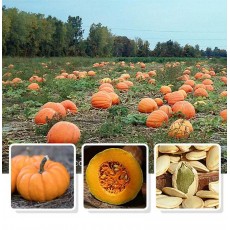 南瓜子 原味南瓜籽仁 罐裝 (200g) 零添加 非油炸 天然有機 健康食品 零食 乾果零食 堅果