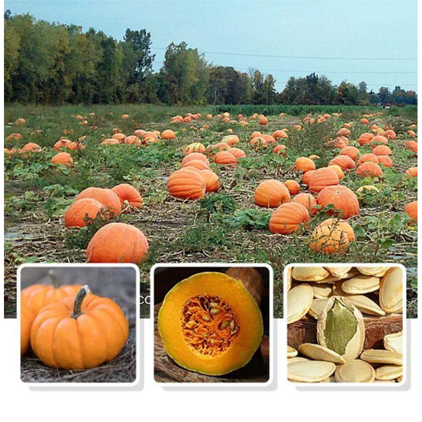 南瓜子 原味南瓜籽仁 罐裝 (200g) 零添加 非油炸 天然有機 健康食品 零食 乾果零食 堅果