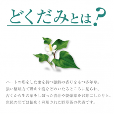 ORIHIRO-魚腥草茶(3g×48包)  平行進口